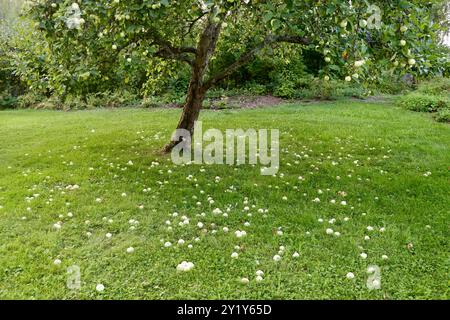 Pommes sous un pommier dans un jardin du sud de la Finlande, août 2024 Banque D'Images