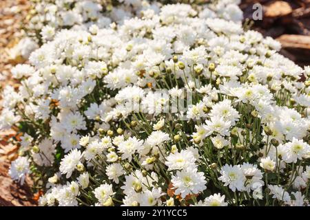 Les buissons de chrysanthèmes blancs frais fleuris se ferment dans le jardin d'automne à l'extérieur par jour ensoleillé. Fond de fleur pour carte de voeux, fond d'écran, bann Banque D'Images