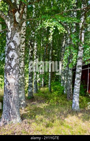 Un chemin à travers les bouleaux à Uukuniemi, dans l'est de la Finlande en août 2024 Banque D'Images