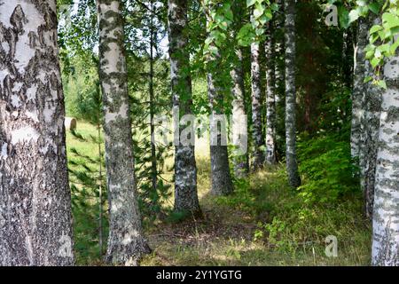 Un chemin à travers les bouleaux à Uukuniemi, dans l'est de la Finlande en août 2024 Banque D'Images