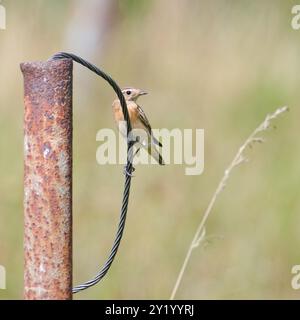 Saxicola rubetra aka whinchat perché sur le poteau sur la prairie. Oiseau commun en république tchèque. Banque D'Images