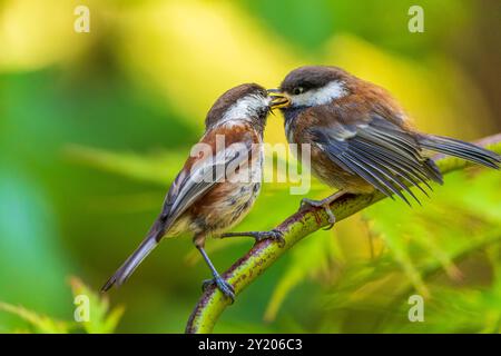 Un chickadee adulte à dos de châtaignier nourrissant une de ses progénitures Banque D'Images