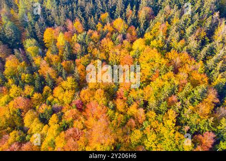 Une vue aérienne panoramique révèle une forêt magnifique pendant l'automne, présentant une tapisserie brillante de feuillage rouge, orange et jaune parmi d'imposants arbres à feuilles persistantes sous un ciel clair. Banque D'Images