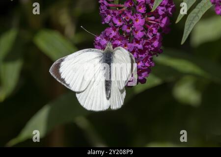 Mâle gros chou blanc papillon Pieris brassicae sur Purple Buddleia davidii Banque D'Images