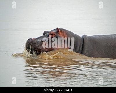 Hippopotame (Hippopotamus amphibius) avec des éclaboussures de museau lorsqu'il coule dans l'eau du lac Manze, parc national de Nyerere, Tanzanie Banque D'Images