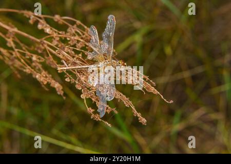 Sympetrum flaveolum Family Libellulidae Genus Sympetrum Darter libellule à ailes jaunes fond d'écran, image, photographie Banque D'Images