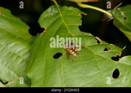 Helophilus pendulus Family Syrphidae genus Helophilus Dangling Marsh Lover fly Wild nature insecte papier peint, image, photographie Banque D'Images