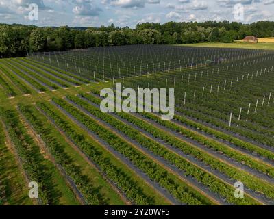 Verger de myrtilles moderne avec filets anti-grêle, irrigation et systèmes de culture modernes dans des conteneurs. Vue aérienne en perspective drone Banque D'Images