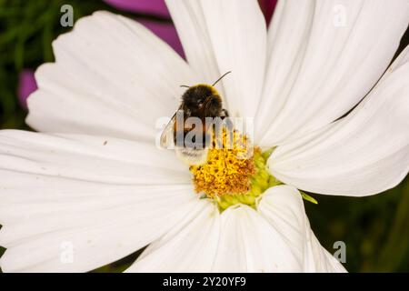 Bombus terrestris famille Apidae genre Bombus Buff-queue bourdon grande terre bourdon nature sauvage photographie d'insectes, image, papier peint Banque D'Images