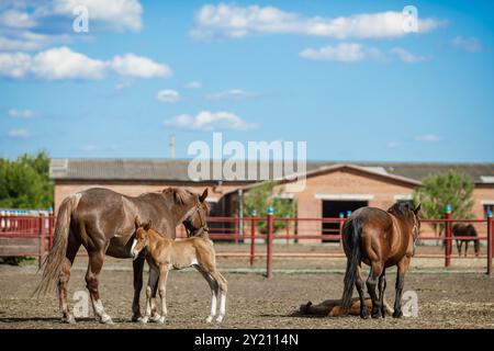 Une scène de ferme sereine mettant en vedette des chevaux dans un pâturage. Une jument se tient avec son poulain, tandis que d'autres chevaux paissent à proximité. Le ciel est bleu vif avec cl moelleux Banque D'Images