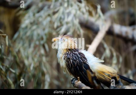 Une photo détaillée en gros plan d'un oiseau hoatzin perché gracieusement sur une branche dans la forêt tropicale Banque D'Images