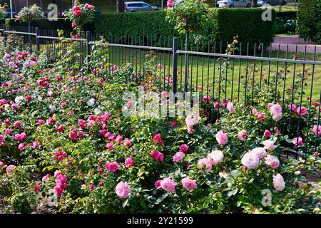 Variété de roses à l'entrée de la roseraie devant la serre du jardin d'hiver, Helsinki, Finlande Banque D'Images