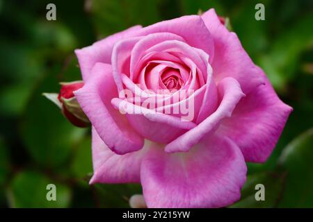 Rosa Rosengräfin Marie Henriette à la roseraie devant la serre du jardin d'hiver, Helsinki, Finlande Banque D'Images