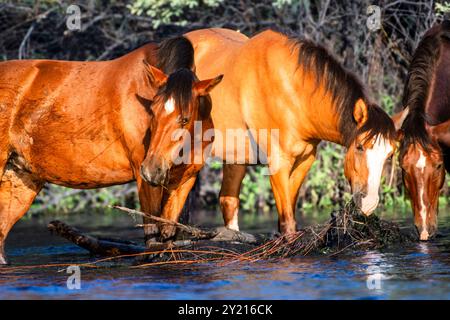 Trio de chevaux sauvages attrapant Une bouchée à manger Banque D'Images