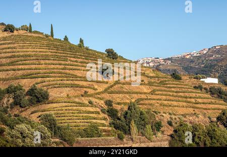 Vignobles sur des terrasses en pente sur la rive du fleuve Douro entre le Peso da Régua et le Pinhão au Portugal par une journée ensoleillée en automne. Banque D'Images