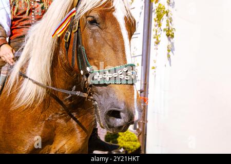 Cheval en harnais traditionnel, gros plan de la tête, beau cheval brun avec bride décorative, concept de photographie animale Banque D'Images