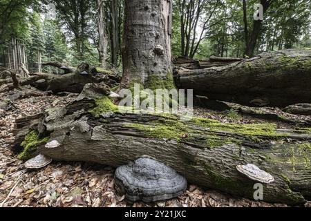 Bois doré avec champignon de l'étain (Fomes fomentarius) dans la forêt de hêtres (Fagus sylvatica), Emsland, basse-Saxe, Allemagne, Europe Banque D'Images