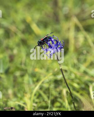 Vol de jour Six-spot Burnet Moth se nourrissant de Rampion à tête ronde Banque D'Images