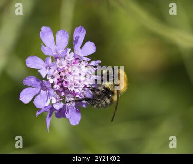 Bee on Devils bit Scabious fleur sauvage Banque D'Images