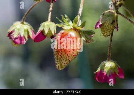 Fraises se formant et mûrissant au soleil Banque D'Images