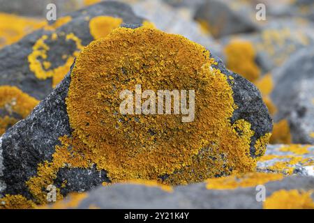 Pierres avec lichen orange commun (Xanthoria parietina), Frise orientale, basse-Saxe, Allemagne, Europe Banque D'Images