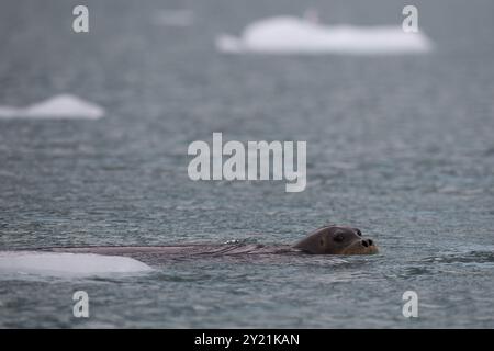 Phoque barbu (Erignathus barbatus), océan Arctique, île du Spitzberg, archipel du Svalbard et Jan Mayen, Norvège, Europe Banque D'Images