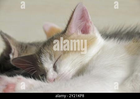 Chats domestiques endormis de deux mois (Felis silvestris F. catus), chatons Banque D'Images