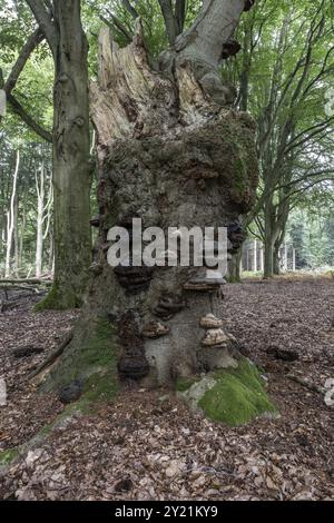 Bois doré avec champignon de l'étain (Fomes fomentarius) dans la forêt de hêtres (Fagus sylvatica), Emsland, basse-Saxe, Allemagne, Europe Banque D'Images