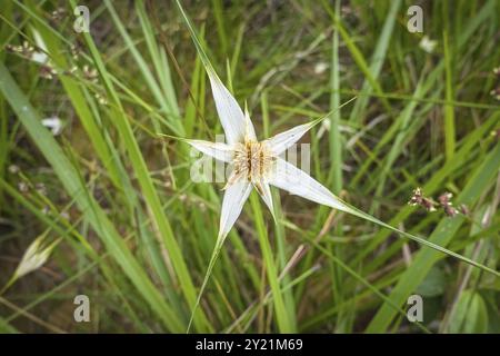 Gros plan d'une fleur blanche de forme unique avec des brins verts de fond d'herbe, parc naturel de Caraca, Minas Gerais, Brésil, Amérique du Sud Banque D'Images