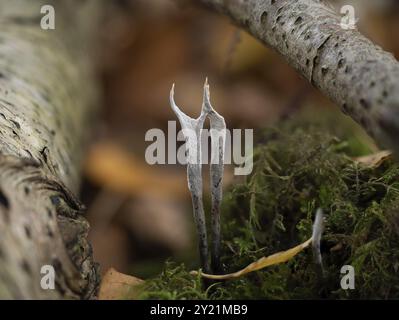 Champignon Candlesnuff dans les bois anglais Banque D'Images