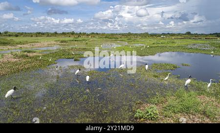 Vue aérienne d'une lagune et de prairies avec des cigognes Jabiru et de grandes aigrettes, route de Transpanatnaeira en arrière-plan, zones humides du Pantanal, Mato Grosso, Brésil, Banque D'Images