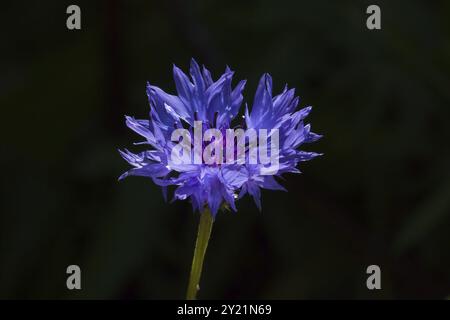 Belle Cornflower bleu violet profond à la lumière du soleil sur fond sombre Banque D'Images