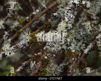 Branches d'arbres couvertes de différents lichens et mousses poussant dans les bois anglais Banque D'Images