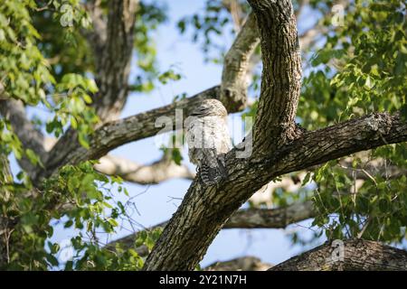 Grand Potoo avec camouflage parfait dans un arbre, Pantanal Wetlands, Mato Grosso, Brésil, Amérique du Sud Banque D'Images