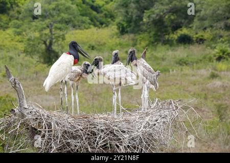 Gros plan d'un nid élevé de Jabiru avec quatre jeunes Jabirus en attente de se nourrir par un adulte, sur fond vert, Pantanal Wetlands, Mato Grosso, B Banque D'Images