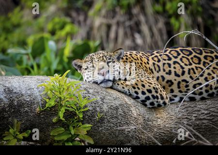 Gros plan d'un Jaguar endormi reposant à plat sur un tronc d'arbre, tête devant la caméra, Pantanal Wetlands, Mato Grosso, Brésil, Amérique du Sud Banque D'Images