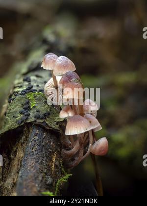 Champignons Burgundy-Drop Bonnet poussant sur du bois mort dans la forêt de l'est du Sussex Banque D'Images