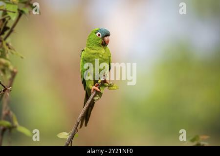 Perruche bleue colorée perchée sur une petite branche sur fond défocalisé, regardant vers la droite, Pantanal Wetlands, Mato Grosso, Brésil, S. Banque D'Images