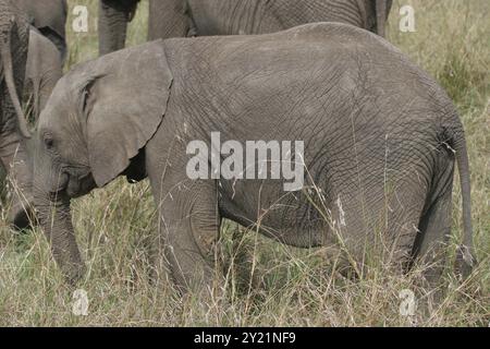 Elefant Cub marchant à travers Serengeti NP Banque D'Images