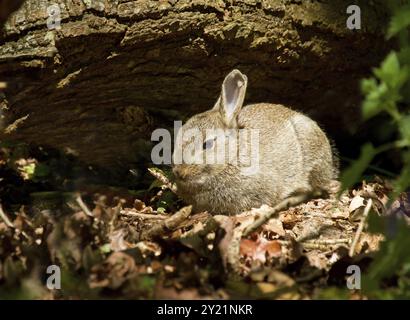 Jeune lapin dans les bois au printemps entouré d'arbre et les feuilles Banque D'Images