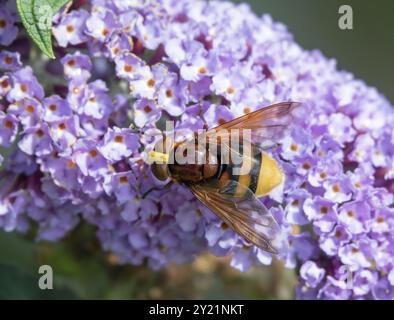 Le plus grand hoverfly du Royaume-Uni, Hornet imitant Hoverfly sur Buddleia Banque D'Images