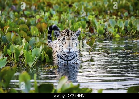 Gros plan d'une jeune Jaguar debout dans des eaux peu profondes avec des reflets, lit de jacinthes d'eau à l'arrière et sur les côtés, face à la caméra, humeur de l'aube, Pantanal Banque D'Images