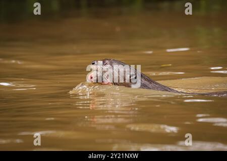 Gros plan d'une loutre géante nageant dans une rivière avec son bébé dans la bouche, vue latérale, marais du Pantanal, Mato Grosso, Brésil, Amérique du Sud Banque D'Images