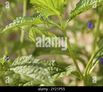 Camouflage adulte Common Green Mantis en Gambie Banque D'Images