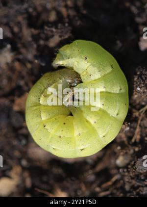 Chenille de variété verte de grande Moth sous-aile jaune Banque D'Images