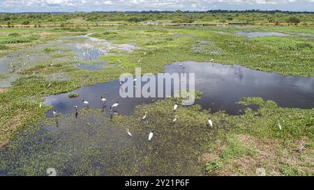 Vue aérienne d'une lagune et de prairies avec des cigognes Jabiru et de grandes aigrettes, route de Transpanatnaeira en arrière-plan, zones humides du Pantanal, Mato Grosso, Brésil, Banque D'Images
