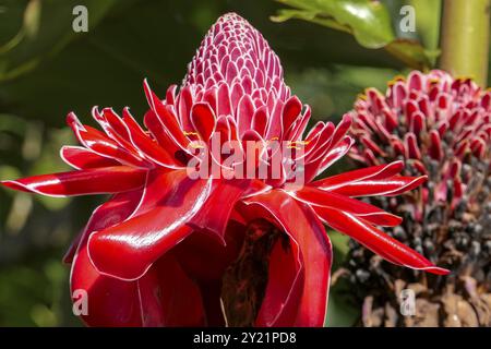 Gros plan d'un lis de torche rouge à la lumière du soleil, sur fond sombre naturel, Folha Seca, Brésil, Amérique du Sud Banque D'Images