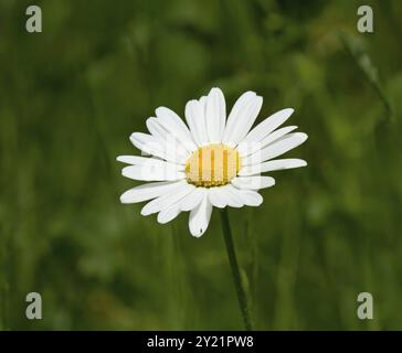 Blanc et jaune Marguerite blanche durant l'été avec des accent fond vert Banque D'Images