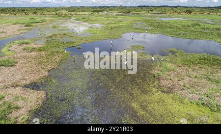Vue aérienne d'une lagune et de prairies avec des cigognes Jabiru et de grandes aigrettes, route de Transpanatnaeira en arrière-plan, zones humides du Pantanal, Mato Grosso, Brésil, Banque D'Images