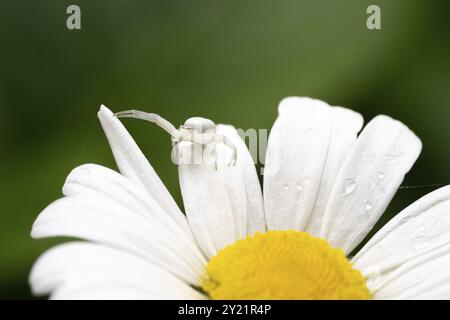 Araignée crabe (Misumena vatia), assise bien camouflée sur la fleur d'une marguerite (Leucanthemum) et se cachant pour sa proie, Velbert, North Rhi Banque D'Images